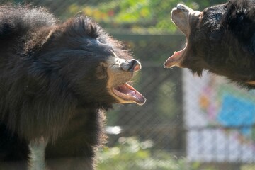 Closeup of two brown bears roaring at each other