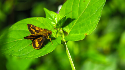 Potanthus omaha from skipper butterflies family is taking a rest on a leaf