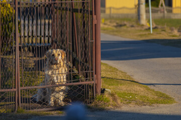 A dog waiting for its master