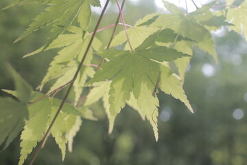 leaves in the sun