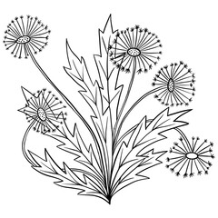 Hand drawn illustration of dandelion flower with leaves, wild meadow garden plant. Minimalist black line sketch drawing, summer botanical design in black line outline style.