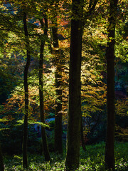 Autumn  colour view through trees