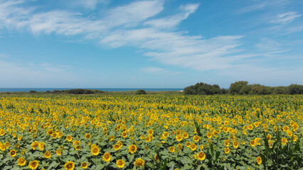 Aerial view above to the sunflowers field. Top view onto agriculture field with blooming sunflowers. Summer landscape with big yellow farm fields with sunflowers in Carreço, Portugal.