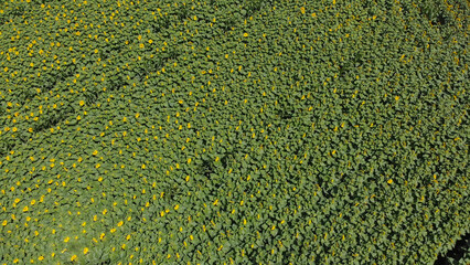 Aerial view above to the sunflowers field. Top view onto agriculture field with blooming...