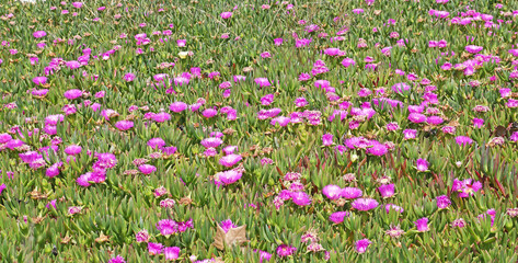 Flores  en un jardin de Barcelona, Catalunya, España, Europa
