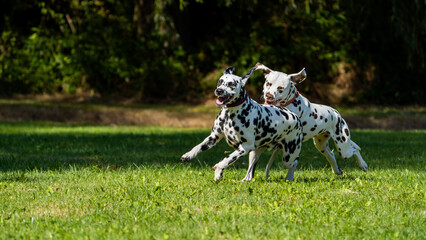 dalmation dogs running in a field on some grass