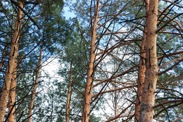 pine forest during the day, tree branches in the forest