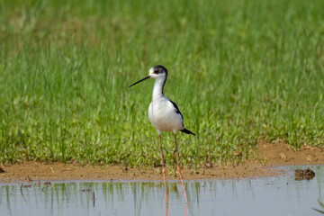 空き地に佇むセイタカシギ