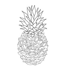sketch of pineapple