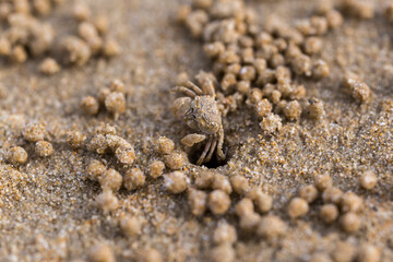 mini crab on the beach