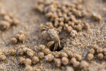 mini crab on the beach