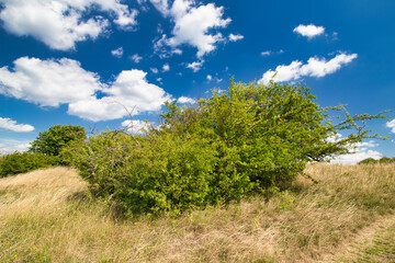 Fototapeta na wymiar A green bush on Table mountain in Palava, in hot summer day under white clouds and blue sky. Czech Republic.
