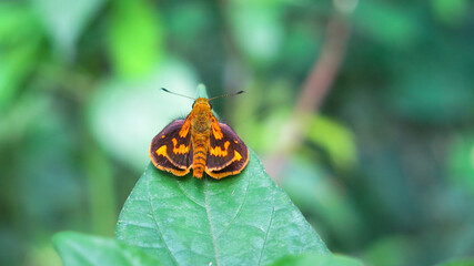 Potanthus omaha from skipper butterflies family is taking a rest on a leaf