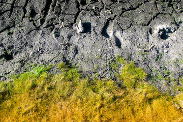 
Image of forest ground with moss and rock. Natural texture pattern. Sandstone background