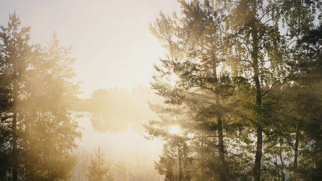 Sunset light breaks through tree branches at back sunlight