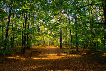 Fototapeta na wymiar Autumn landscape. A path in the forest. Yellow, red, orange and brown leaves. Fall foliage during autumn season with warm sunlight.