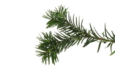 Fototapeta na wymiar Christmas tree, pine branch isolated on white with clipping path
