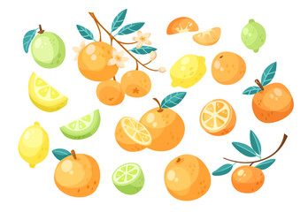 Different citrus fruits vector illustrations set. Collection of cartoon botanical drawings, oranges on branch, mandarins, citron, lime, lemon isolated on white background. Food, fruit concept