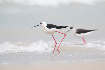 Colorful bird, Black-winged stilt (Himantopus himantopus) at the sea.