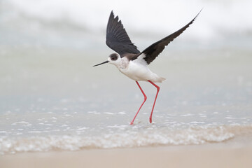 Colorful bird, Black-winged stilt (Himantopus himantopus) at the sea.