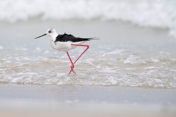 Colorful bird, Black-winged stilt (Himantopus himantopus) at the sea.