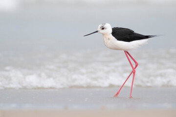 Colorful bird, Black-winged stilt (Himantopus himantopus) at the sea.