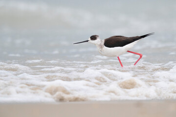 Colorful bird, Black-winged stilt (Himantopus himantopus) at the sea.