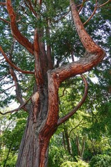 Ein alter, knorriger Baum mit verzweigter Aststruktur