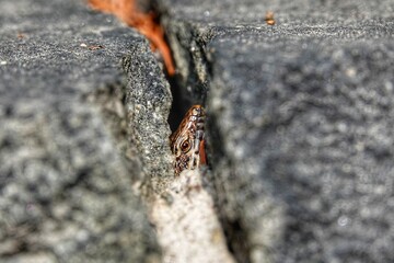 Eine in einer Felsspalte versteckte Eidechse, die mit einem Auge aus ihrem Versteck heraus schaut