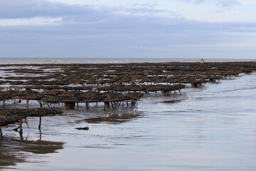 a french coast landscape in normandy with lots of tables with oysters in the sea with low tide 