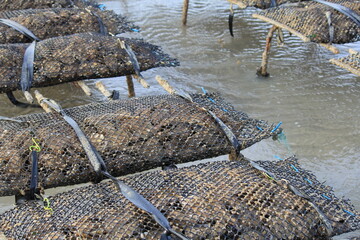 iron bags with oysters at tables in the french sea with super low tide closeup for oyster farming