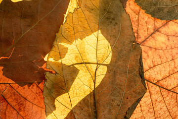 Autumn leaves, autumn background, autumn colors beautiful natural scenery. autumn banner with yellow and orange leaves. multicolored fallen leaves. foliage top view. foliage leaf textures composition