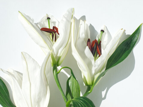 Macro of white lily flower on white background. Minimal aesthetic floral concept. Tender white flower with red stamen and pollen. Discreet macro photography. Floral layout for greeting card