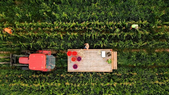 Overhead aerial closeup shot of a man picking corn in a field. Concept of Tractor, Harvest, Drone, Eco.