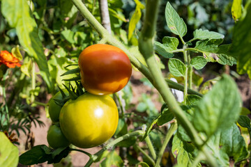 Tomatoes growing in the garden