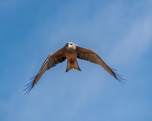 Eagle in flight