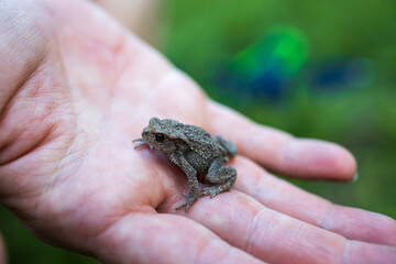 Little toad in the palm of your hand