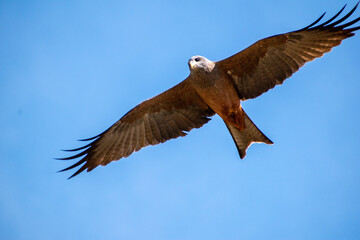 eagle in flight