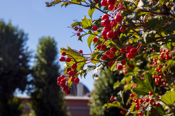 Fototapeta na wymiar Berries on a bush in autumn