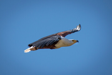 Eagle in flight