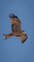 Eagle in flight