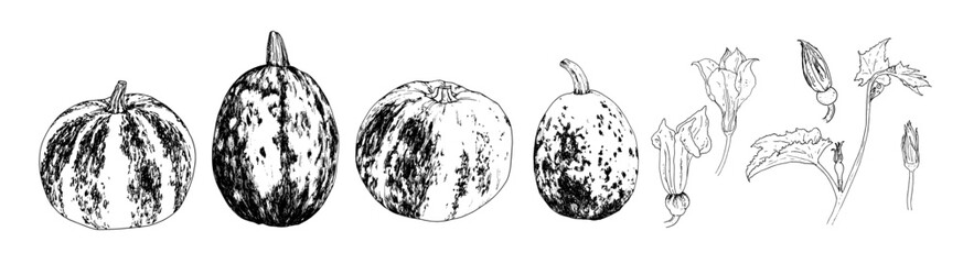 a set of sketches of a pumpkin plant. pumpkin branch is a plant with a flower and a bud, and a leaf drawn in the sketch style variants of different pumpkins with a pattern of stripes and spots, an iso