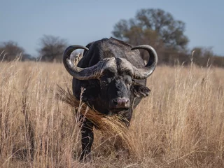 Tuinposter cape buffalo in the savannah © Mohsin