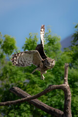 Owl in flight