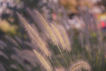 grass in the morning