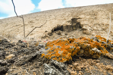 Xanthoria parietina growing on volcanic rocks at the foot of Caldera Blanca.