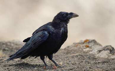 Fototapeta premium Close-up of Canary Crow in Caldera Blanca