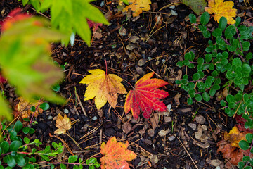 Japaneses maple leaves turning color