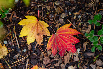 Japaneses maple leaves turning color
