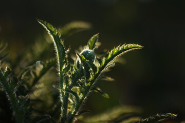 fresh green leaves with water drops. Green flowers in summer morning raindrops. Sun rays break through branch after rain. greens in clean dew drops. Sunbeam in summer nature. Ecology environment